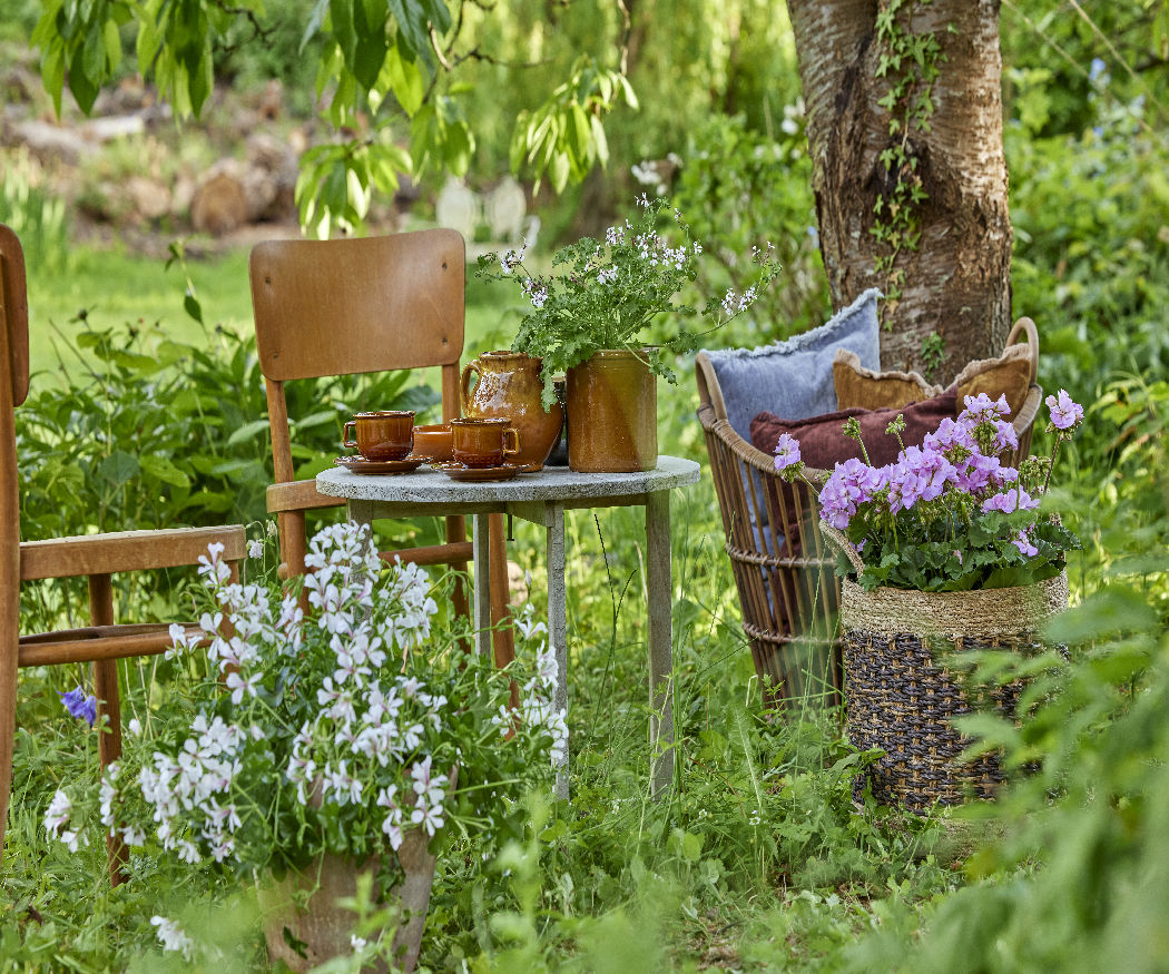 Sneglesikre og hårdføre. Pelargonier trives, hvor andre planter lider