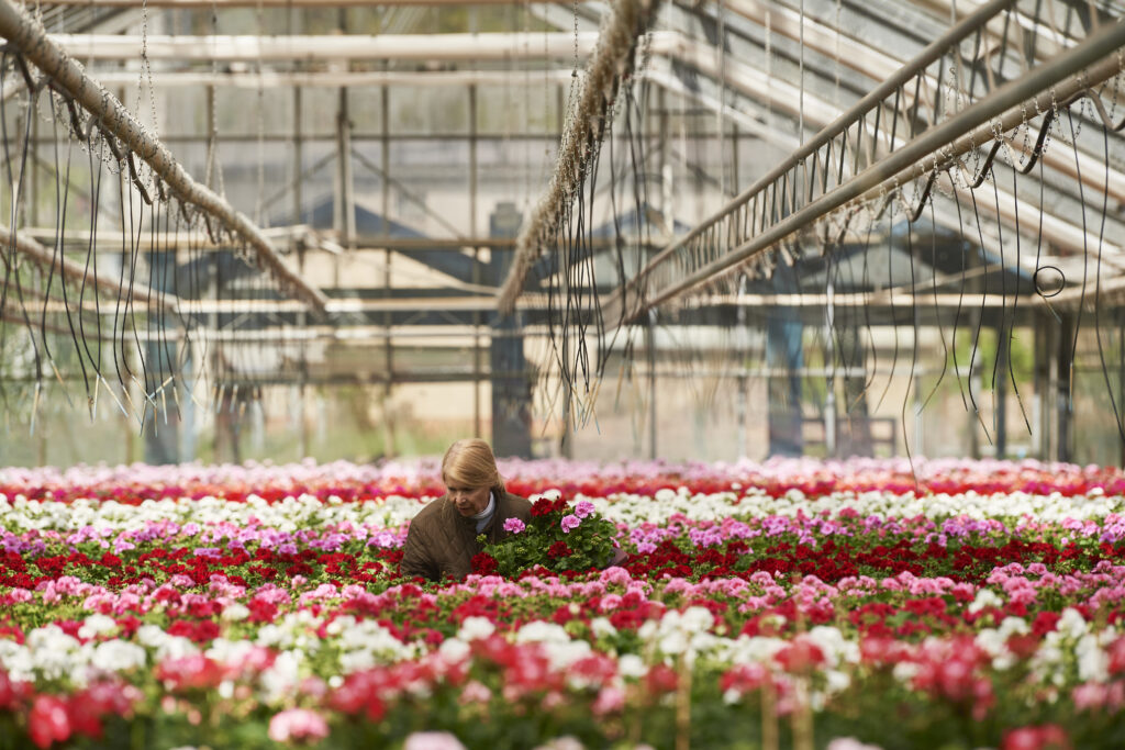 preparing-sales-of-pelargonium